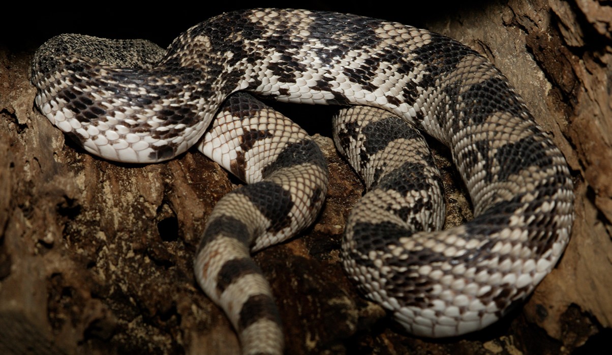 20-astounding-facts-about-pine-snake