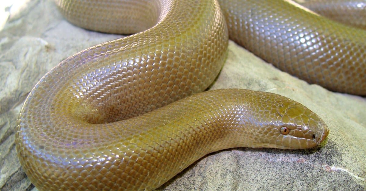 20-astounding-facts-about-rubber-boa