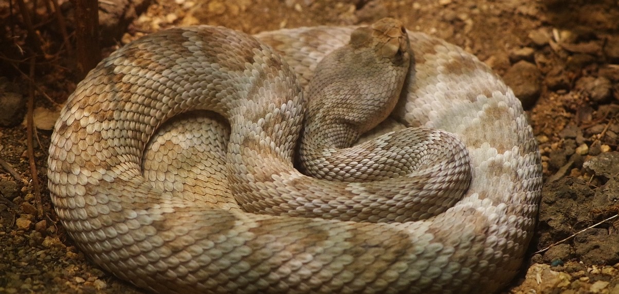 20-astounding-facts-about-santa-catalina-rattlesnake