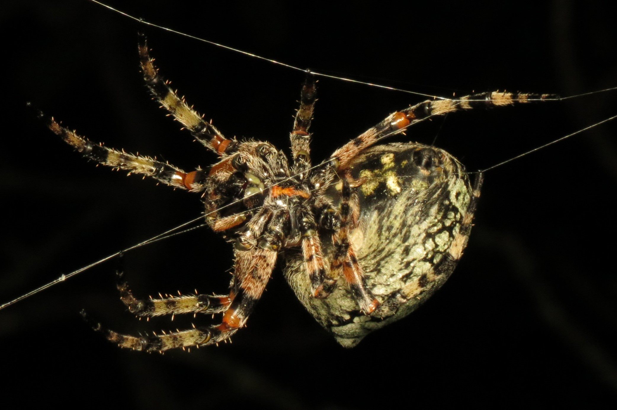 20-captivating-facts-about-giant-lichen-orbweaver