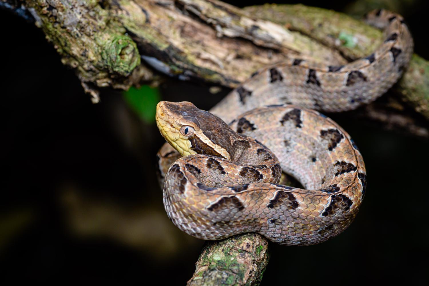 20-captivating-facts-about-malayan-pit-viper