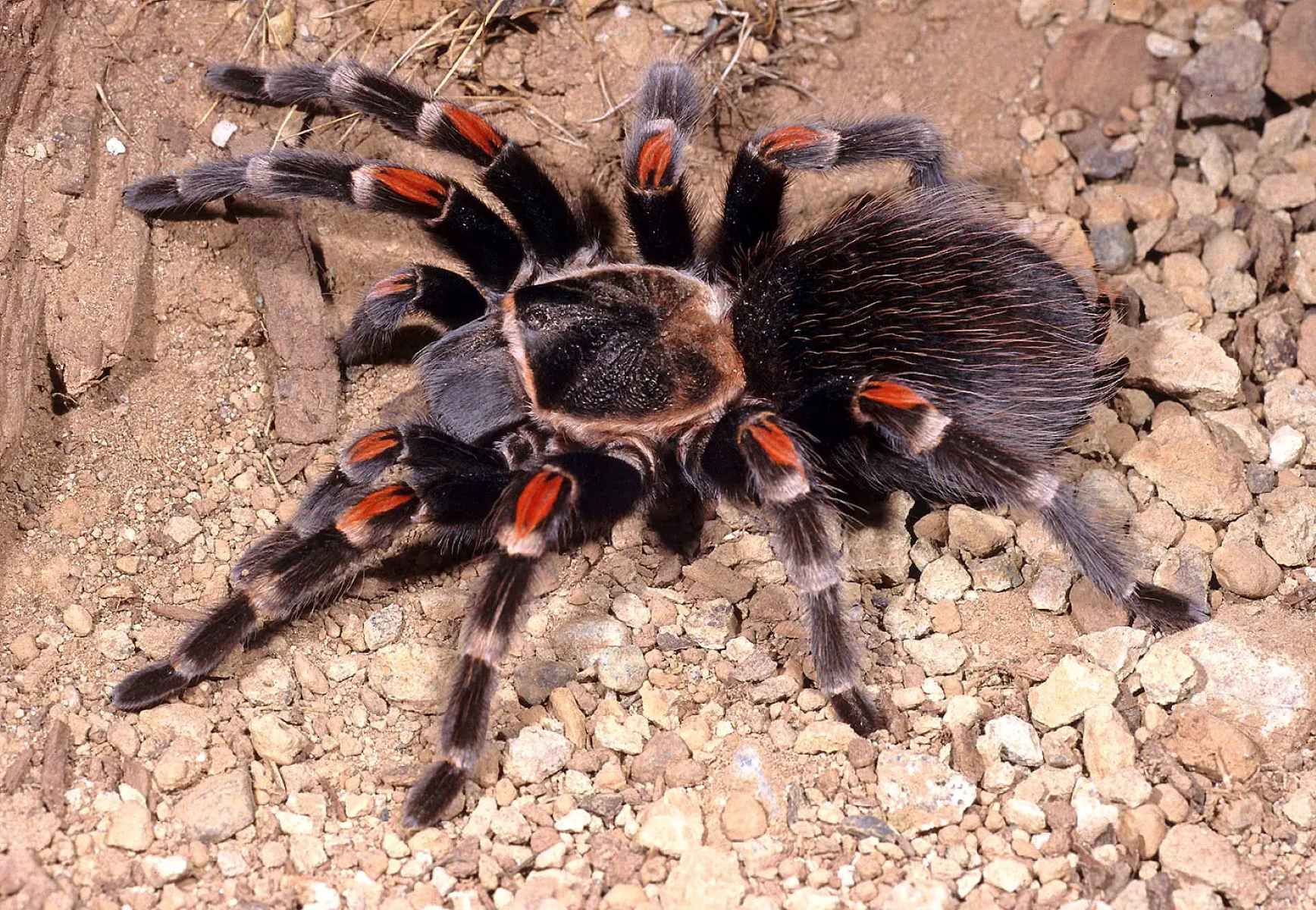 20-captivating-facts-about-mexican-flame-knee-tarantula