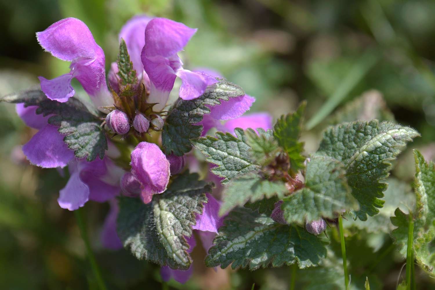 20-enigmatic-facts-about-spotted-deadnettle