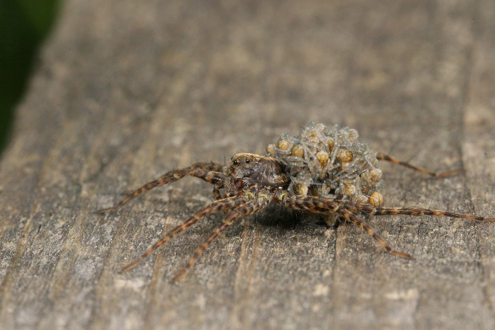20-enigmatic-facts-about-spotted-wolf-spider