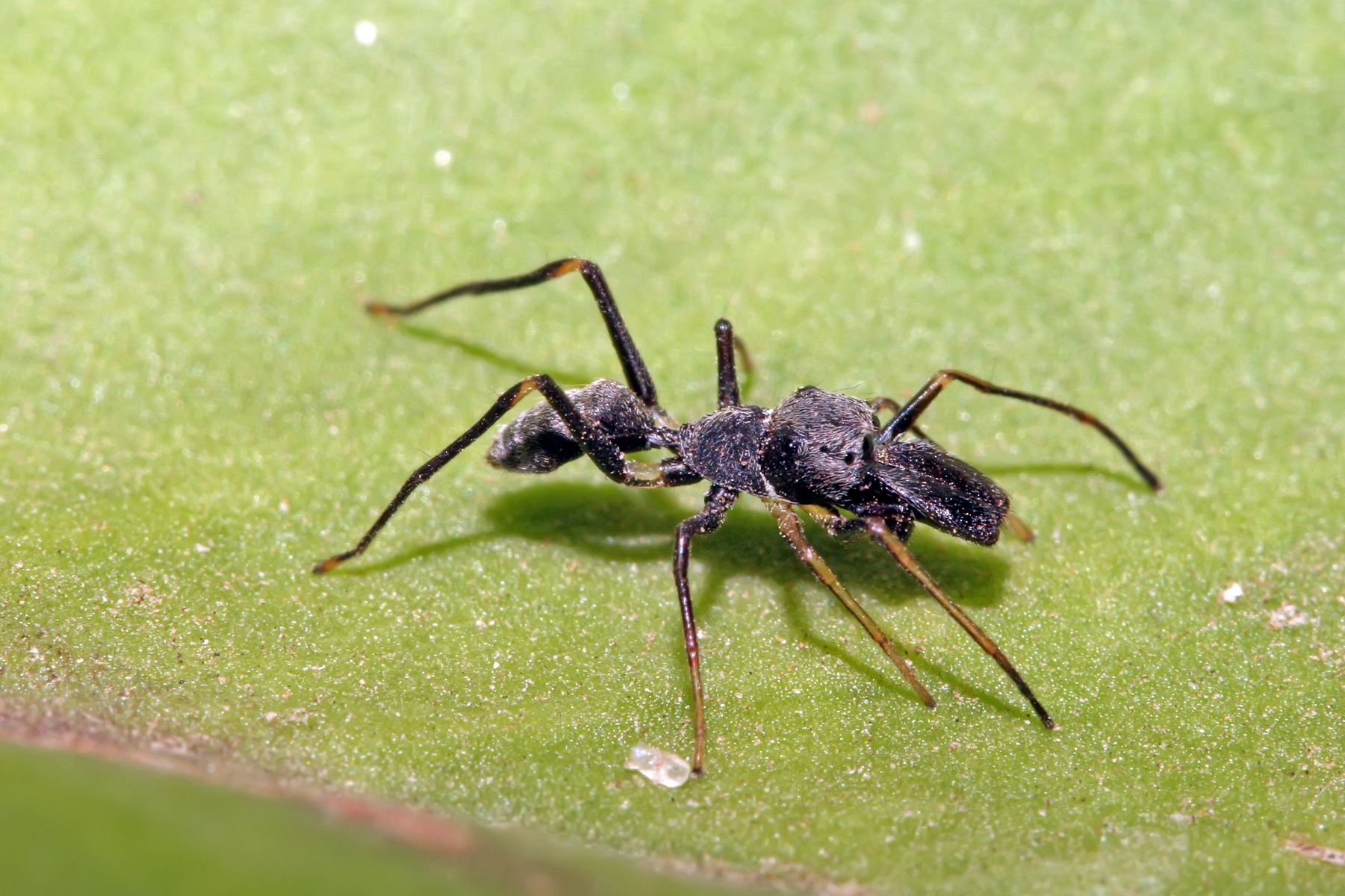 20-extraordinary-facts-about-ant-mimic-spider