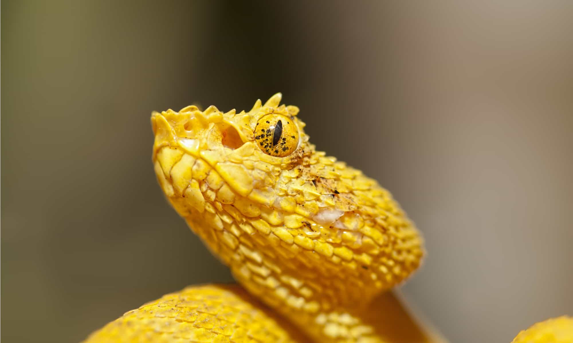 20-extraordinary-facts-about-eyelash-palm-pitviper