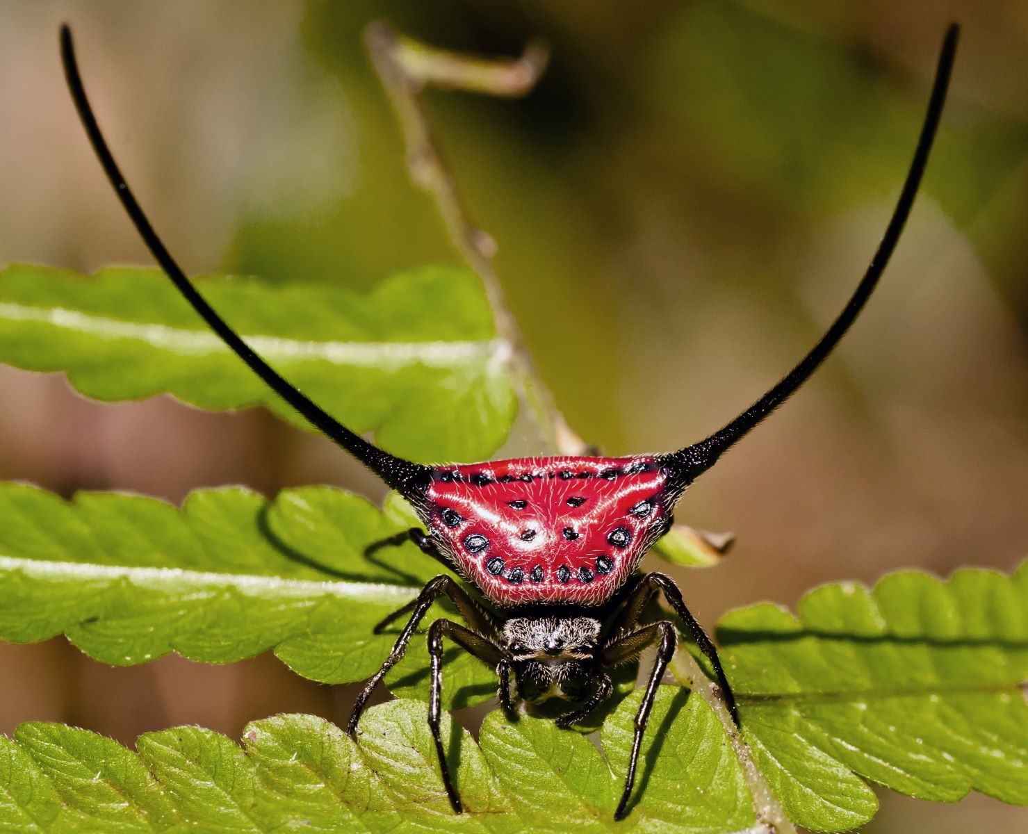 20-extraordinary-facts-about-horned-orbweaver