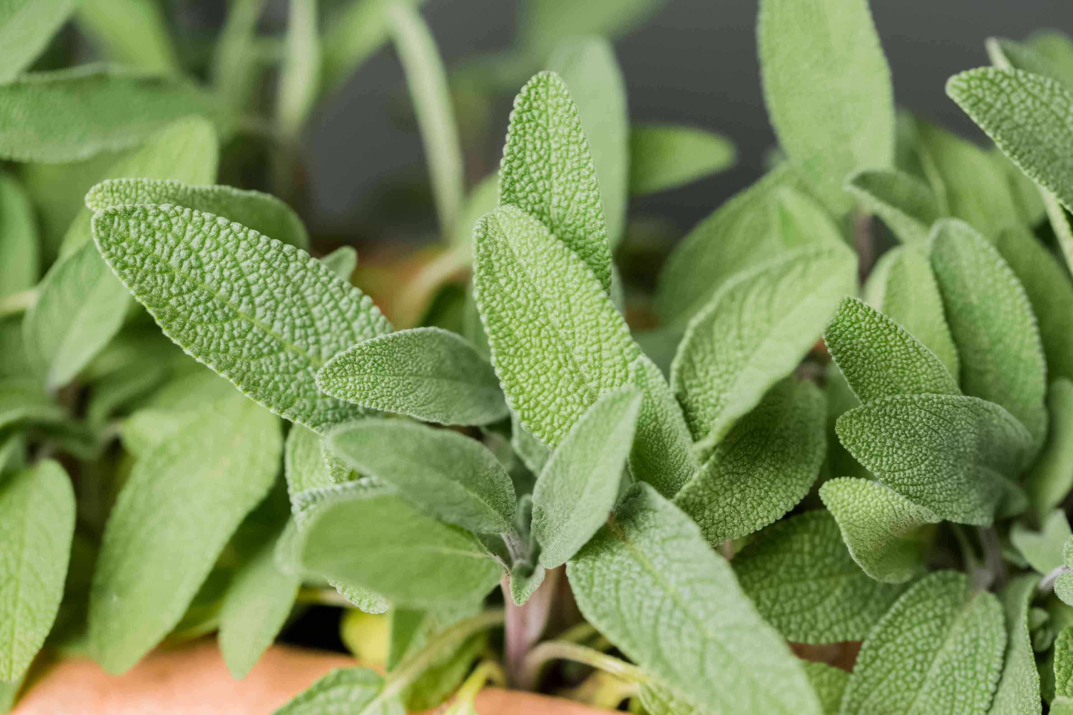 20-facts-about-sage