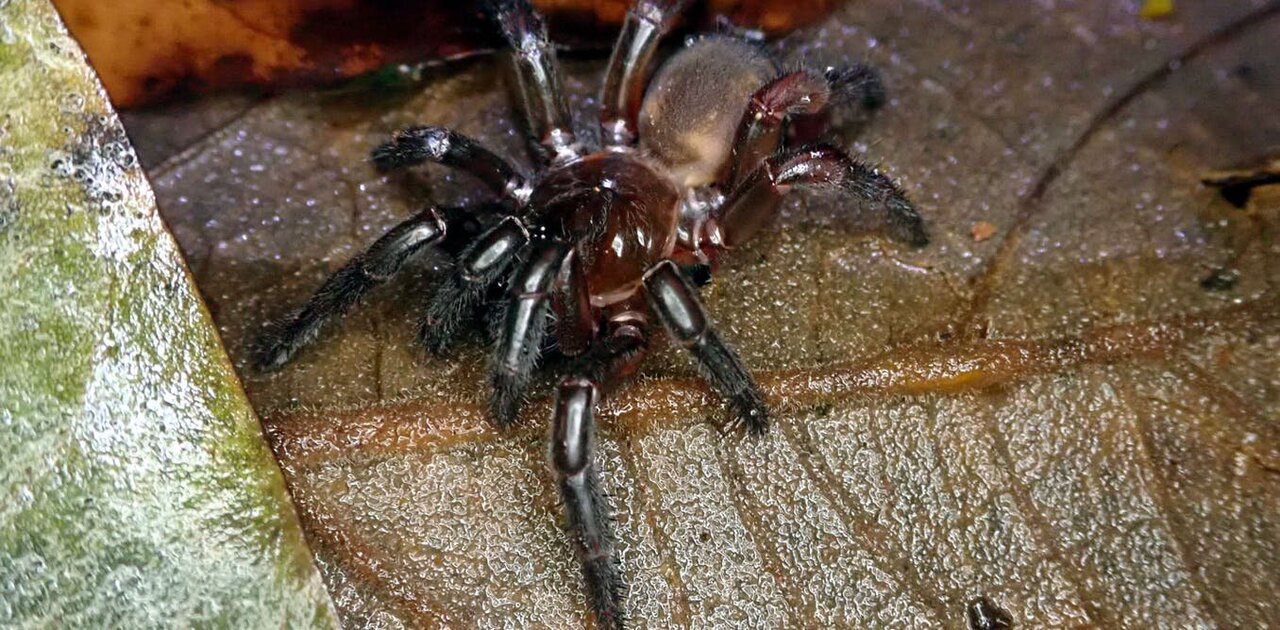 20-fascinating-facts-about-shield-backed-trapdoor-spider