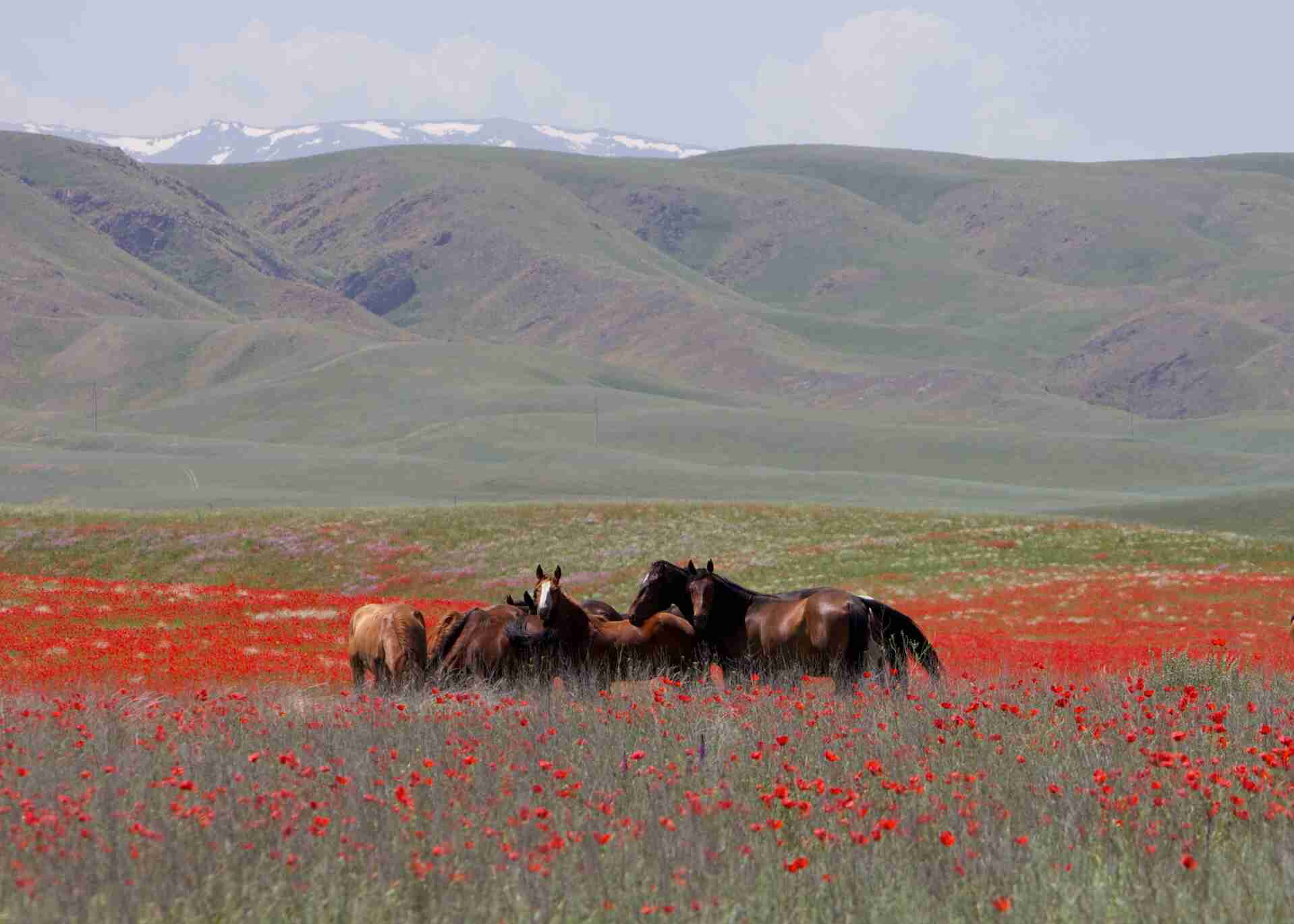 20-fascinating-facts-about-steppe-regions