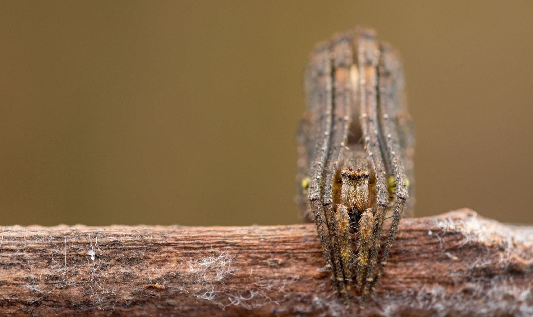 20-fascinating-facts-about-tree-stump-orbweaver