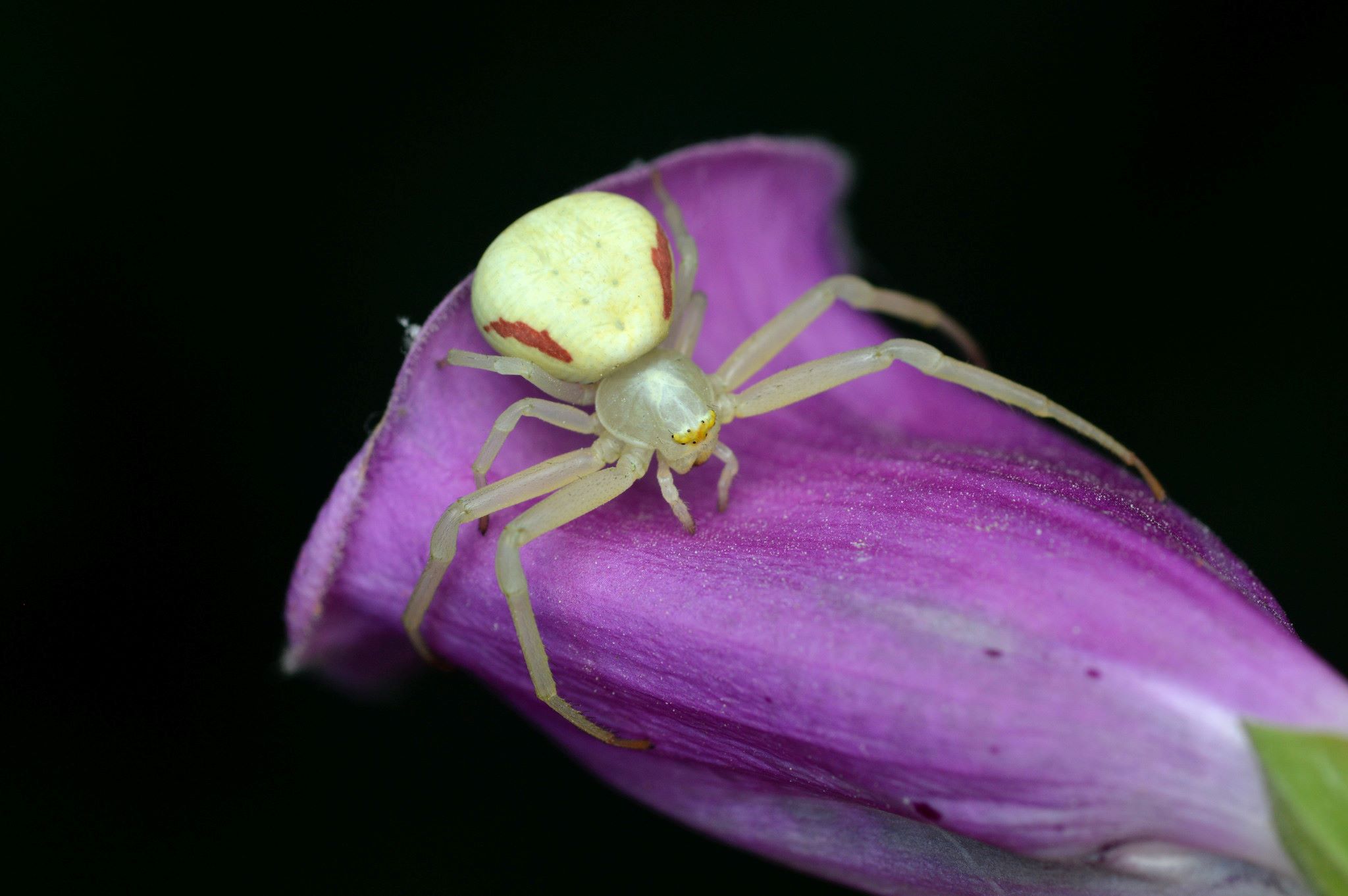 20-intriguing-facts-about-goldenrod-crab-spider