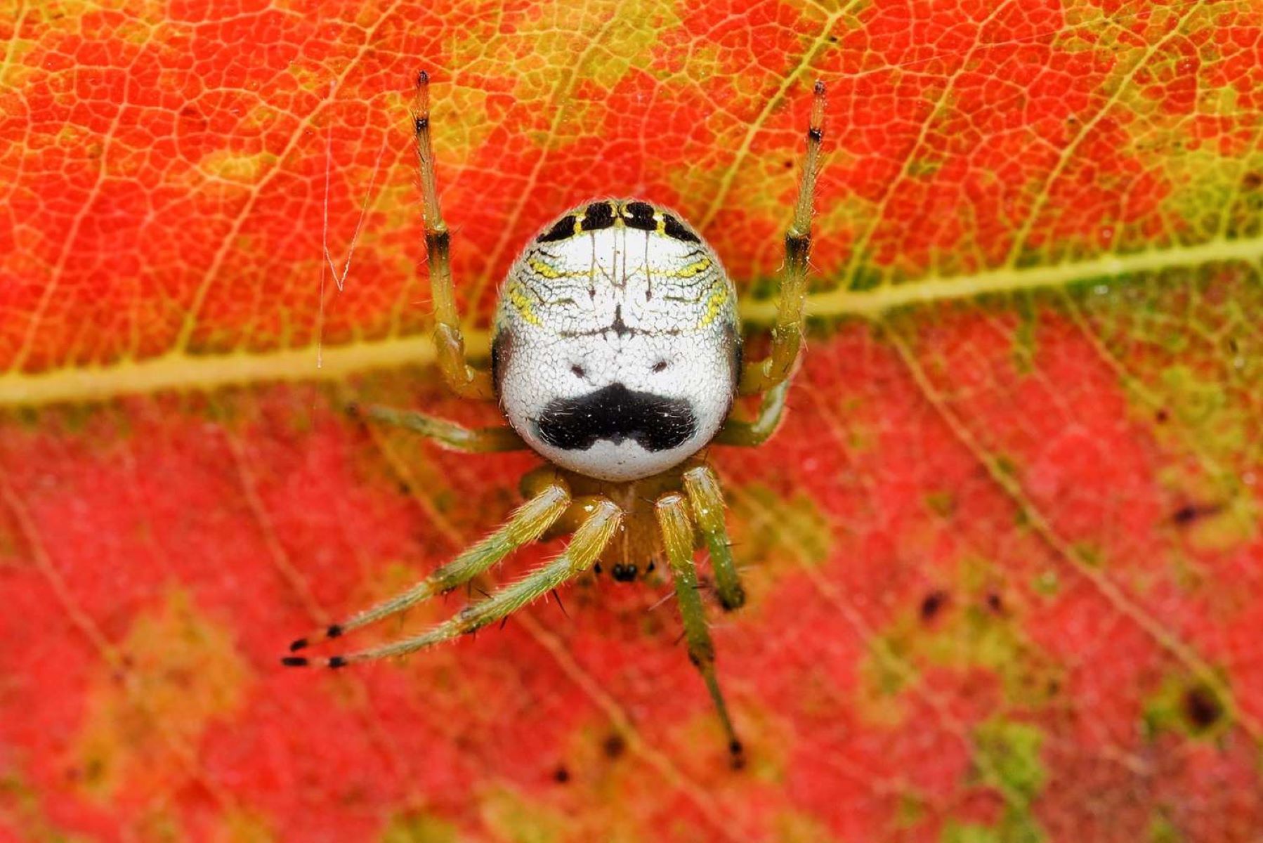 Nature curiosity: Why do spiders have so many eyes?