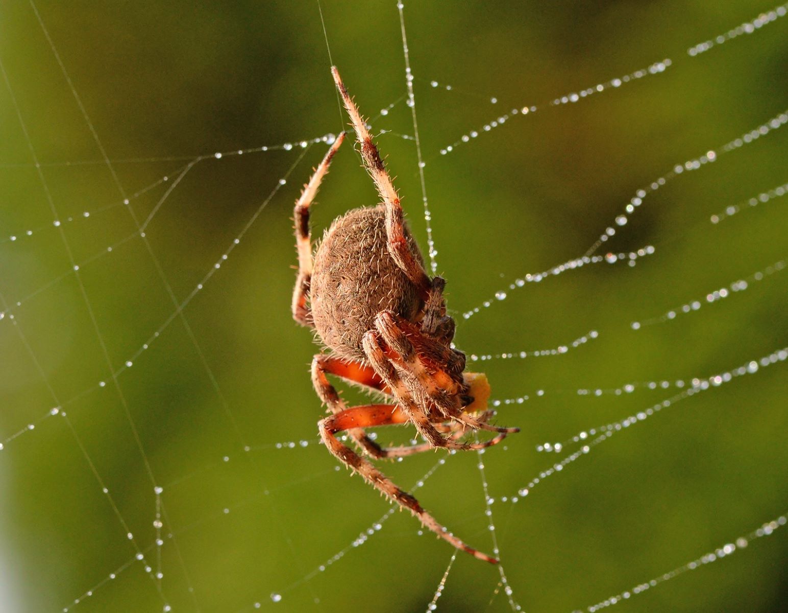 20-intriguing-facts-about-red-spotted-orbweaver