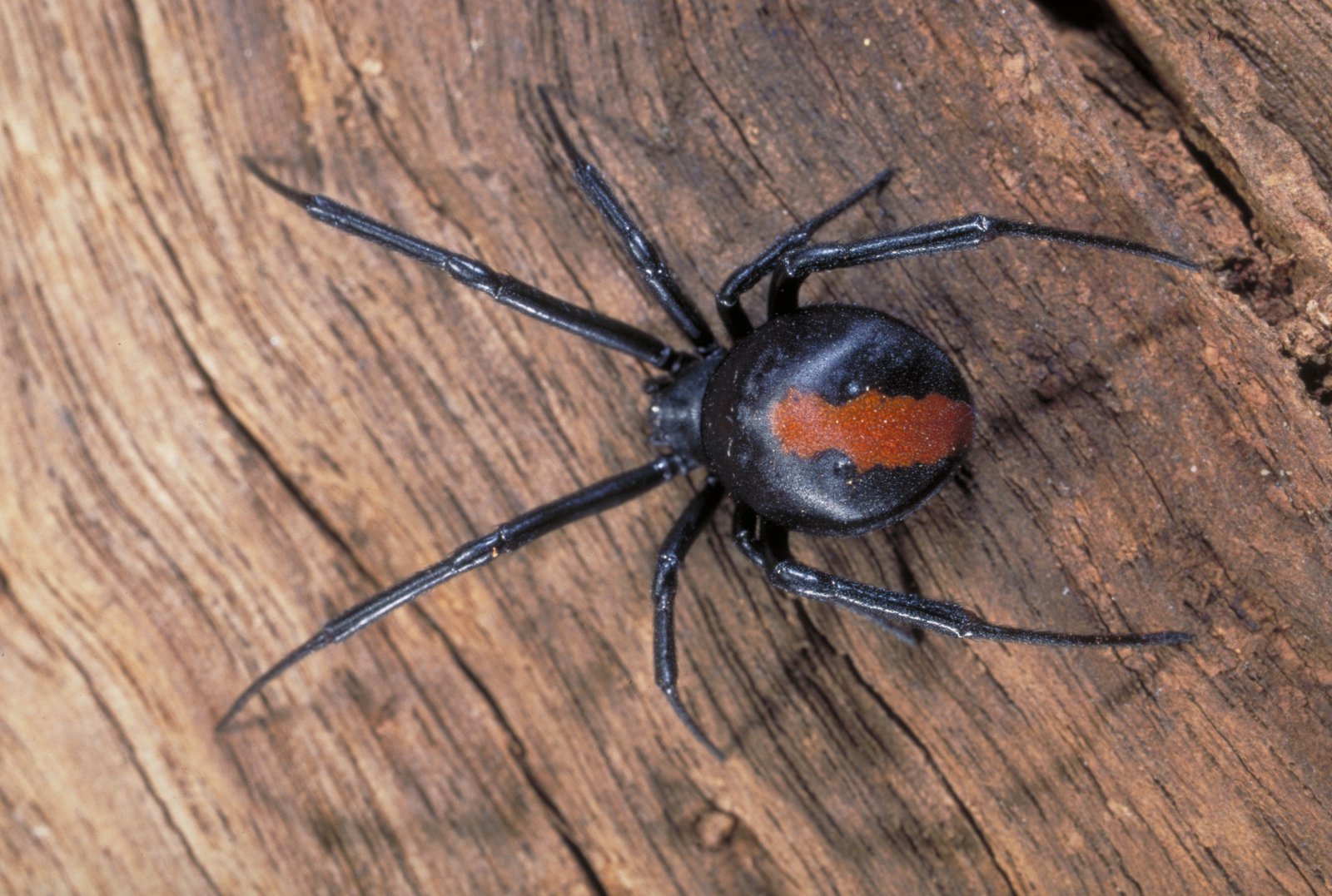 20 Intriguing Facts About Redback Spider 1696330277 