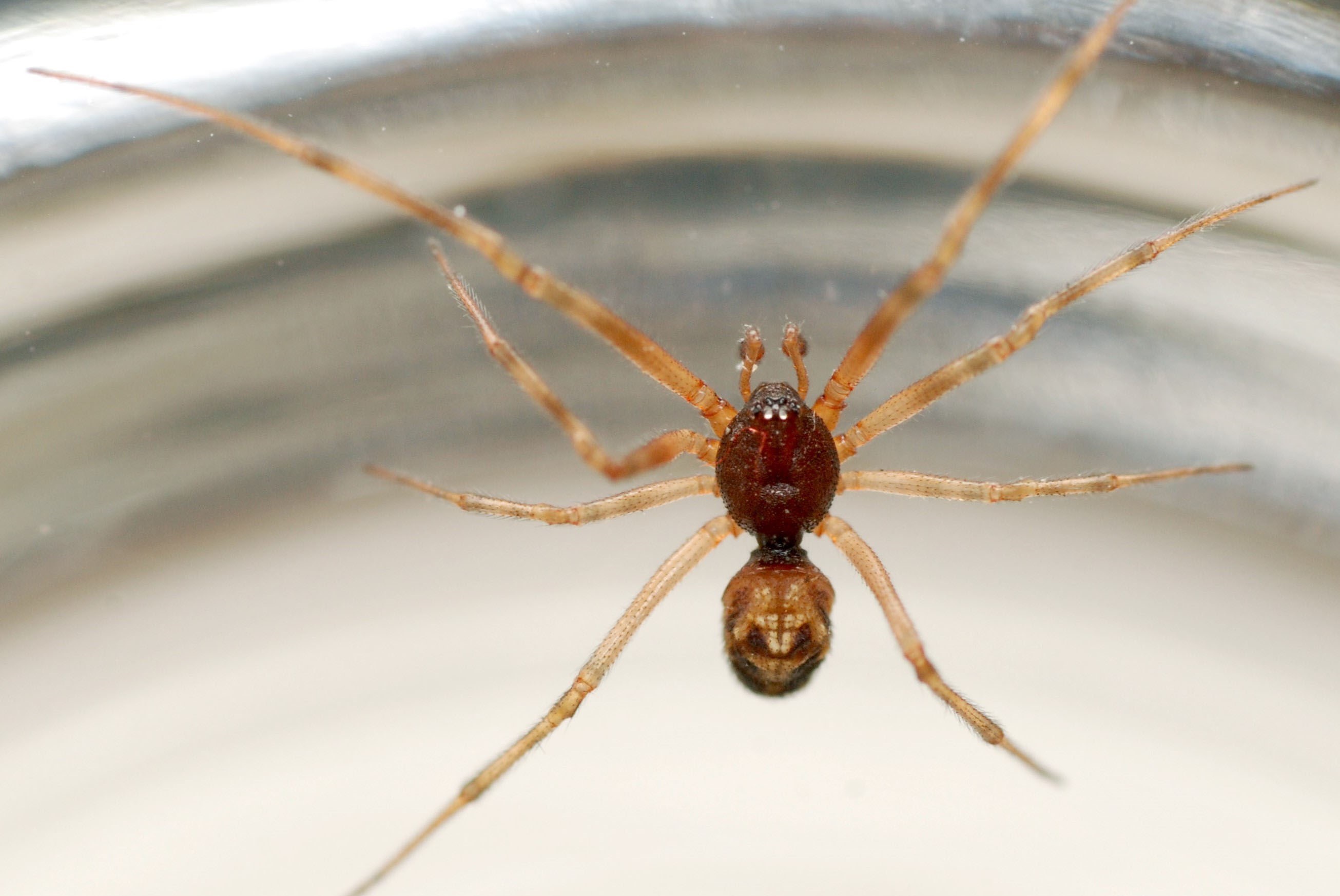20-intriguing-facts-about-triangulate-cobweb-spider