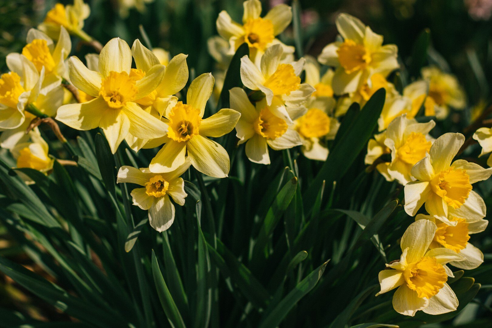 20-mind-blowing-facts-about-daffodil