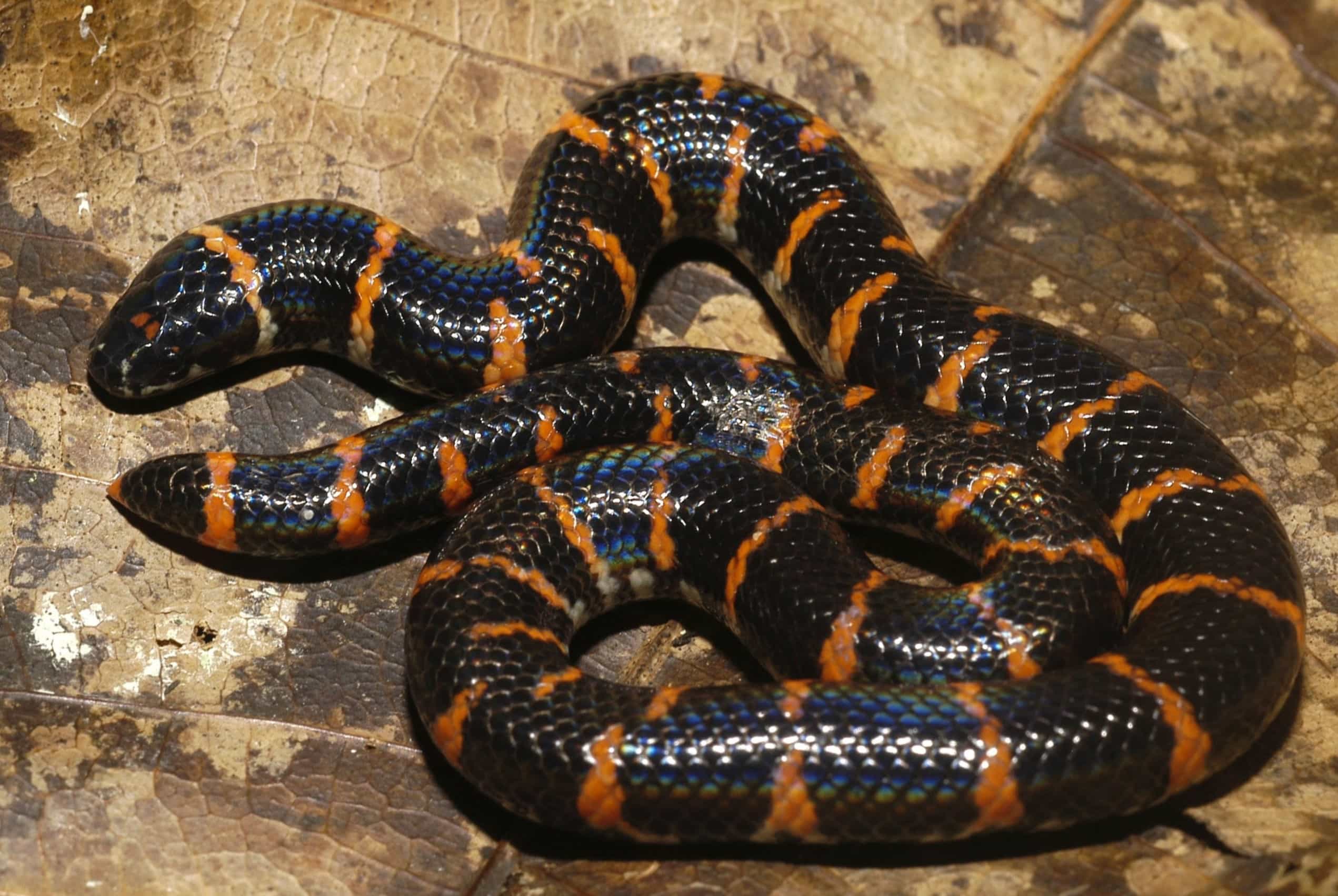 20 Mind-blowing Facts About Red-tailed Pipe Snake 