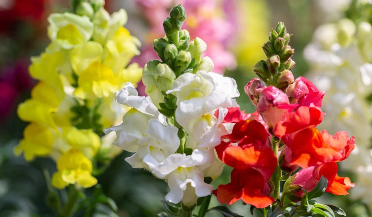 20-mind-blowing-facts-about-snapdragon
