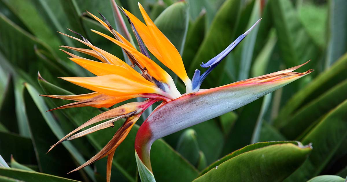20-surprising-facts-about-bird-of-paradise-flower