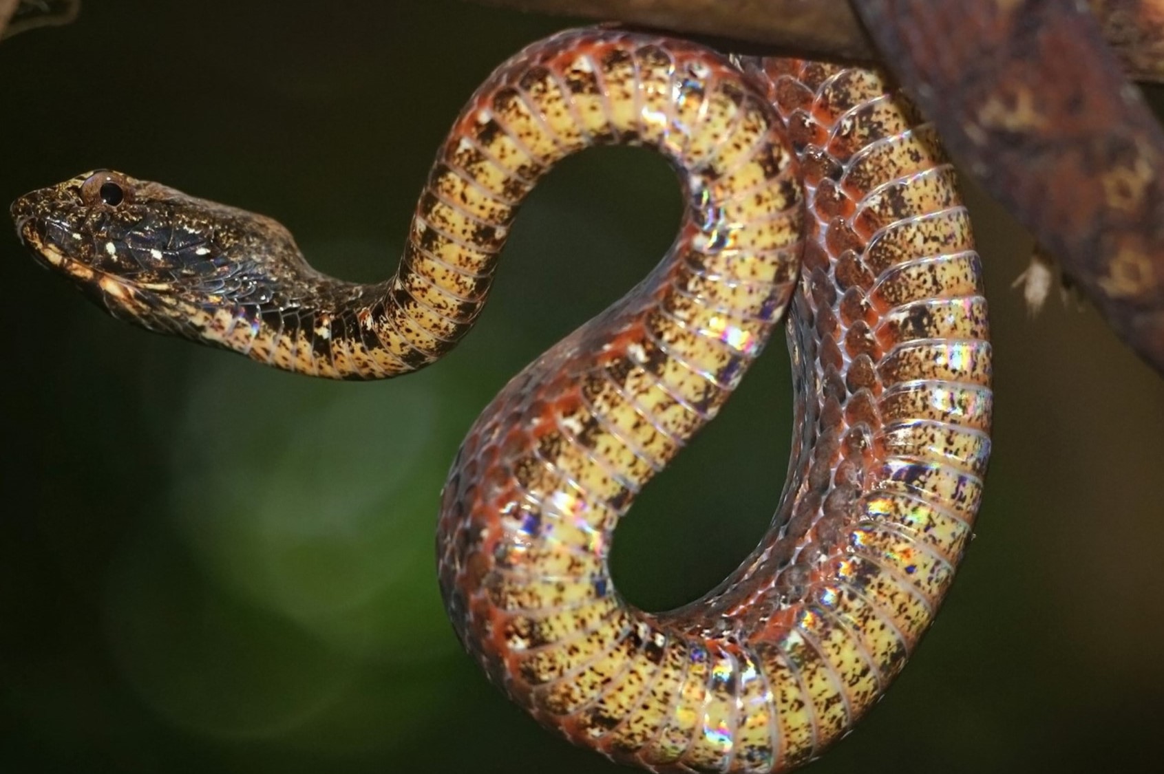 20-surprising-facts-about-common-mock-viper