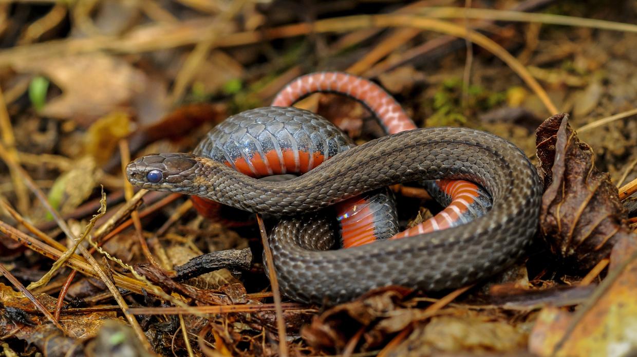 20-surprising-facts-about-florida-red-bellied-snake