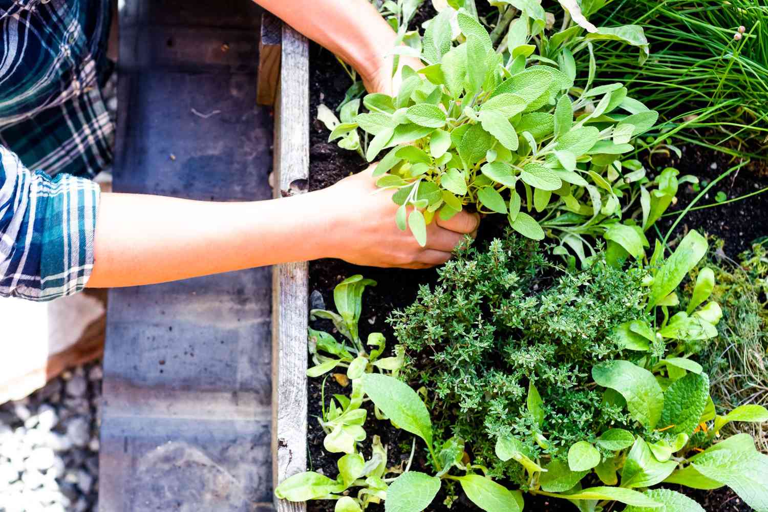20-surprising-facts-about-herb-gardening