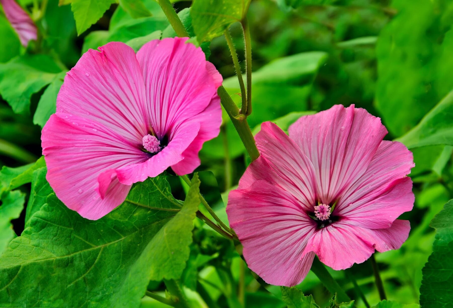 20-surprising-facts-about-lavatera
