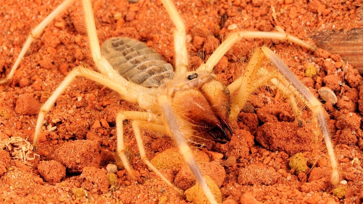 20-unbelievable-facts-about-camel-spider