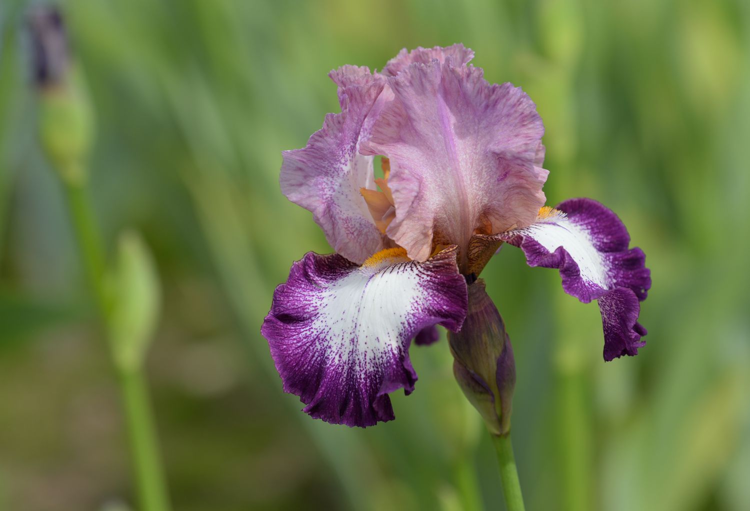 Wild Iris, The