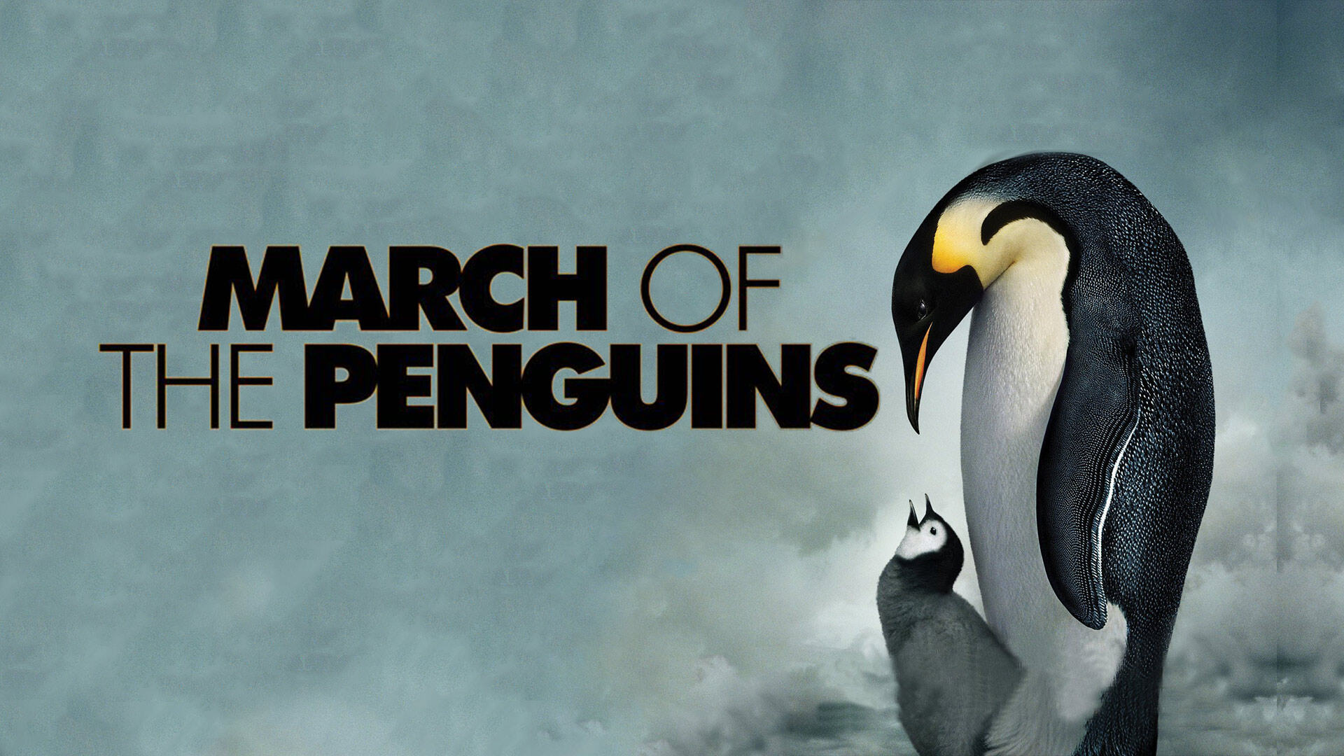 40-facts-about-the-movie-march-of-the-penguins