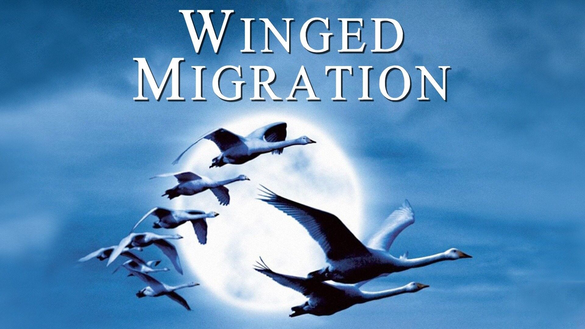 50-facts-about-the-movie-winged-migration
