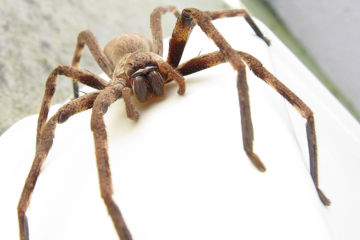 8 Facts About the Misunderstood House Spider