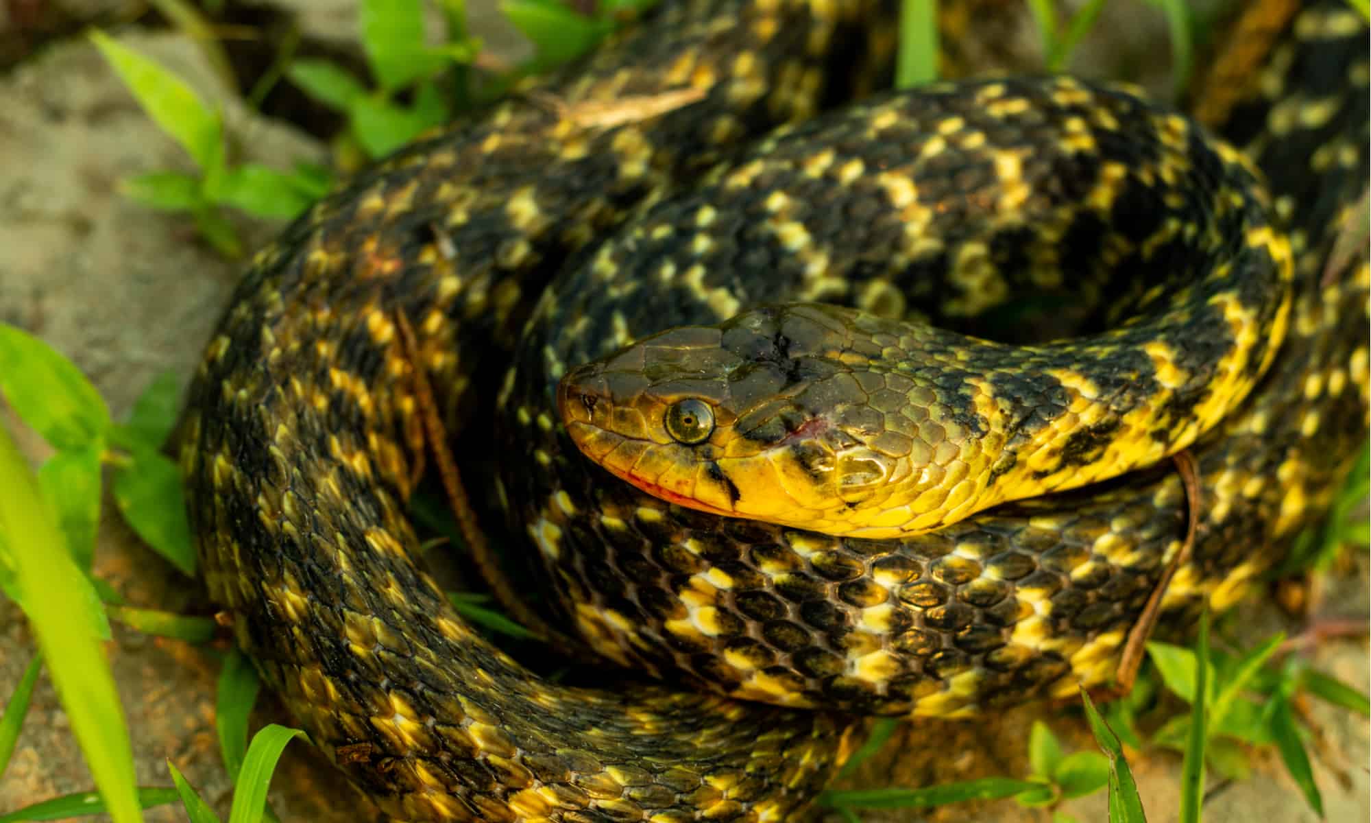 8-astounding-facts-about-keelback