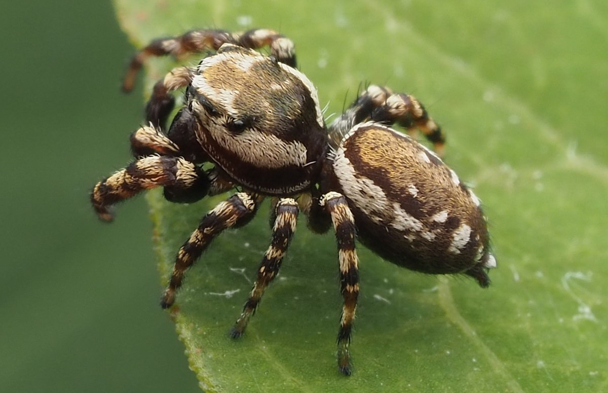 8-astounding-facts-about-peppered-jumper