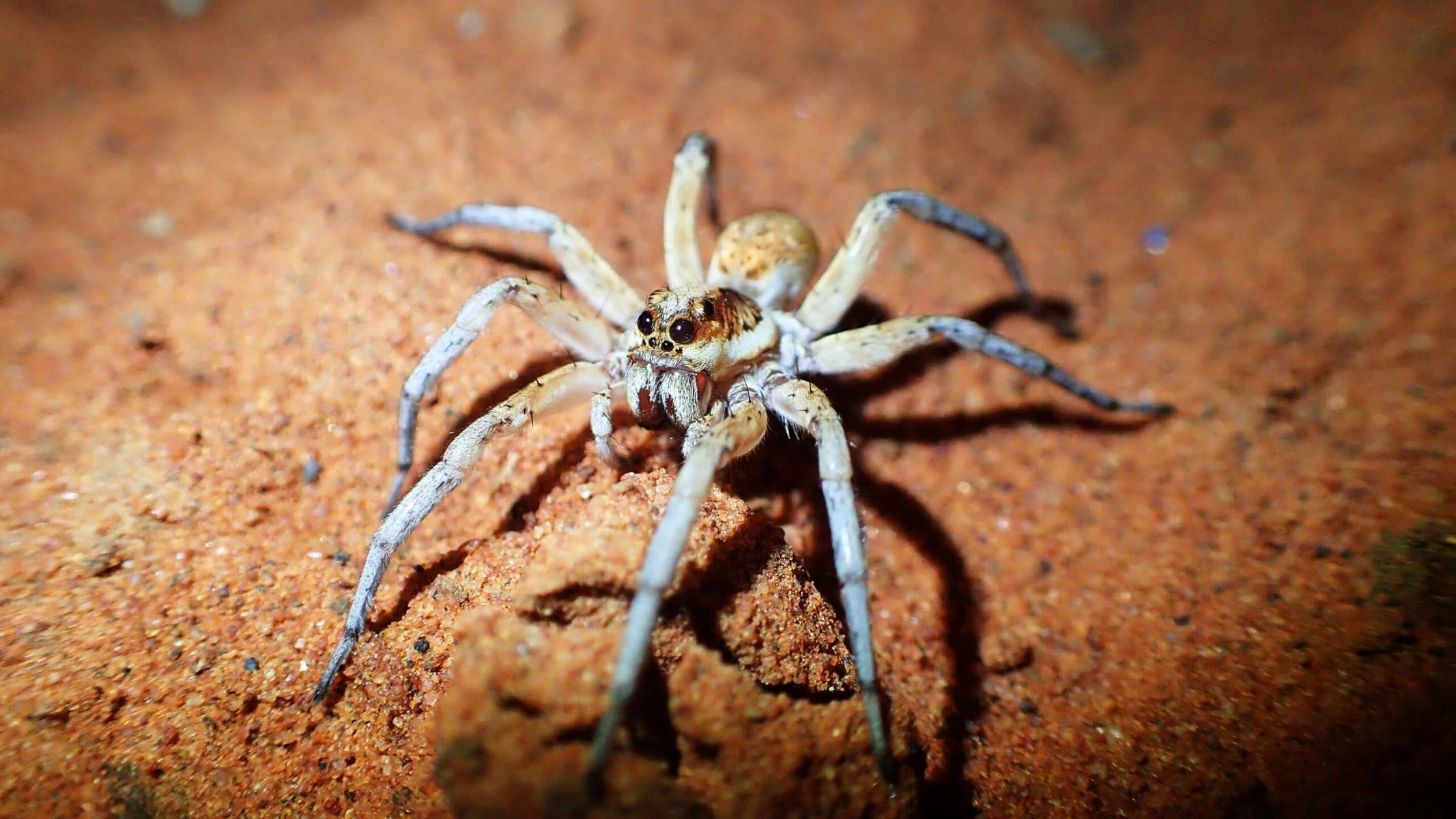 8-captivating-facts-about-desert-wolf-spider
