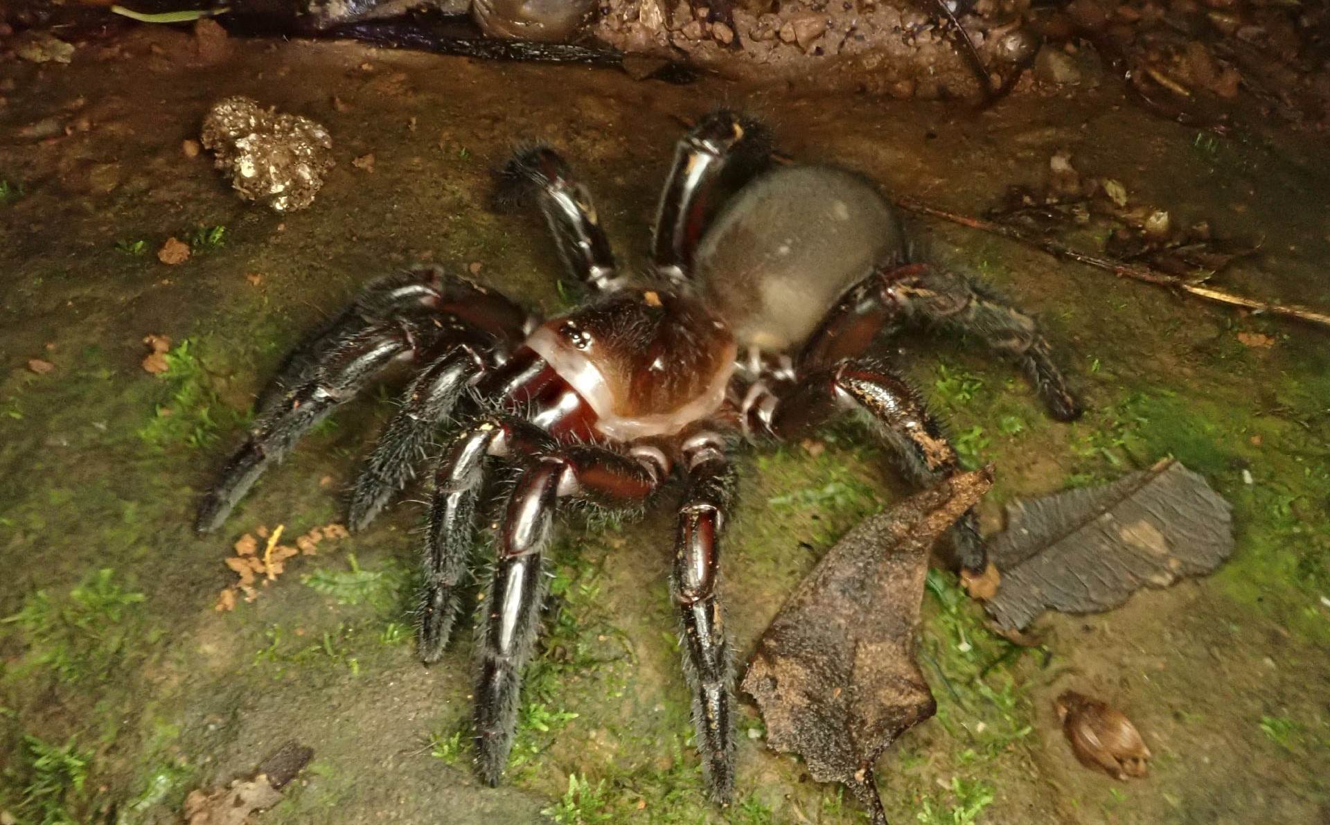 8-captivating-facts-about-golden-trapdoor-spider