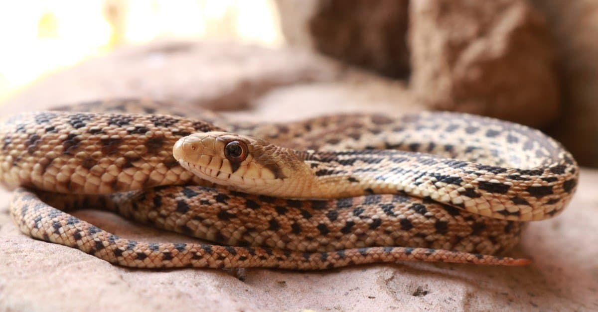8-captivating-facts-about-gopher-snake