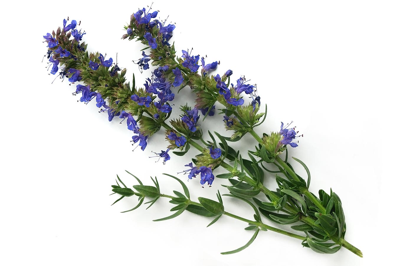 8-captivating-facts-about-hyssop