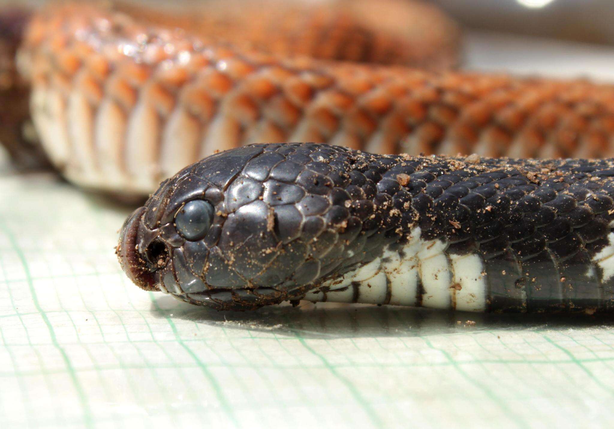 8-captivating-facts-about-shield-nosed-cobra