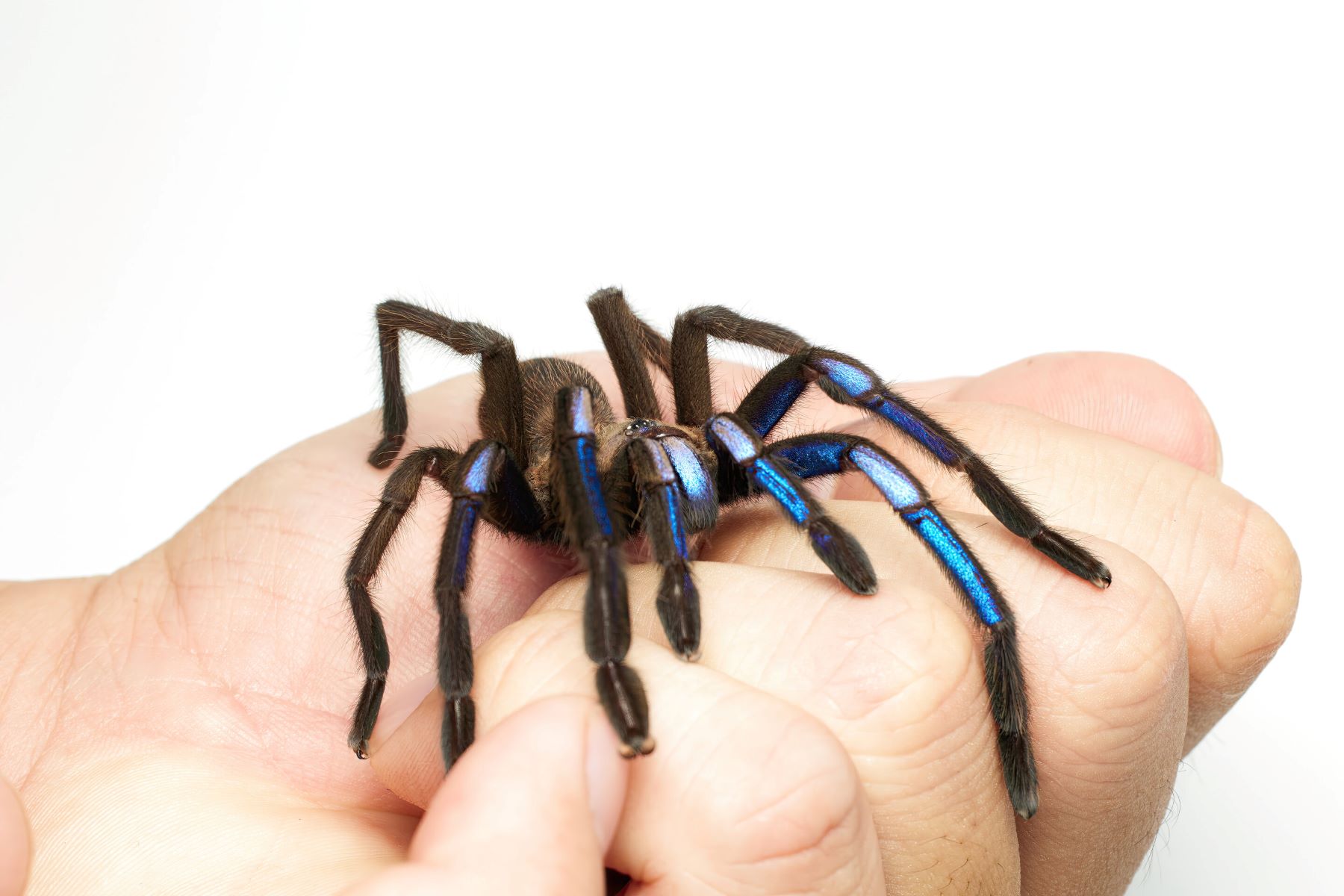 8-extraordinary-facts-about-blue-tarantula