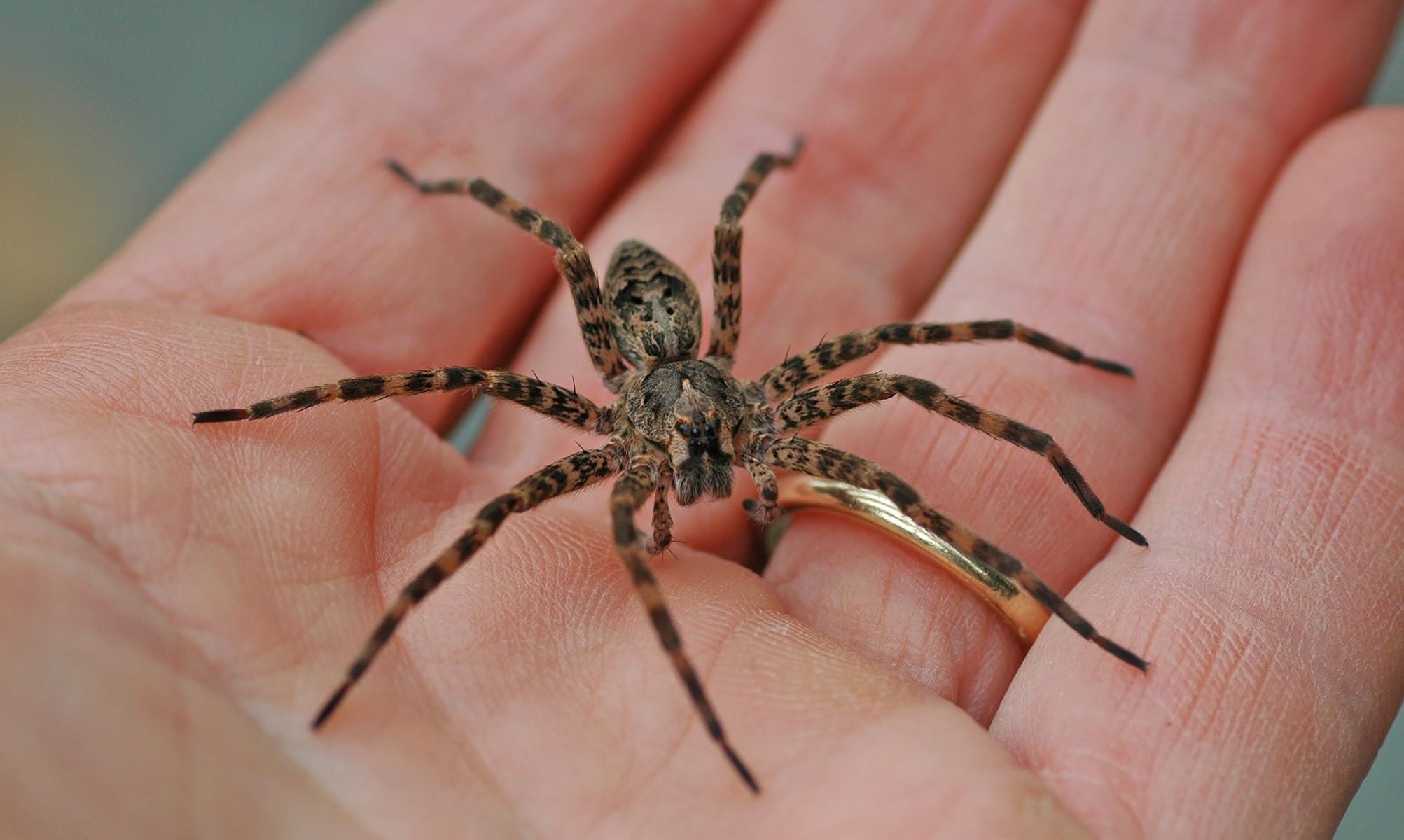 8-extraordinary-facts-about-fishing-spider