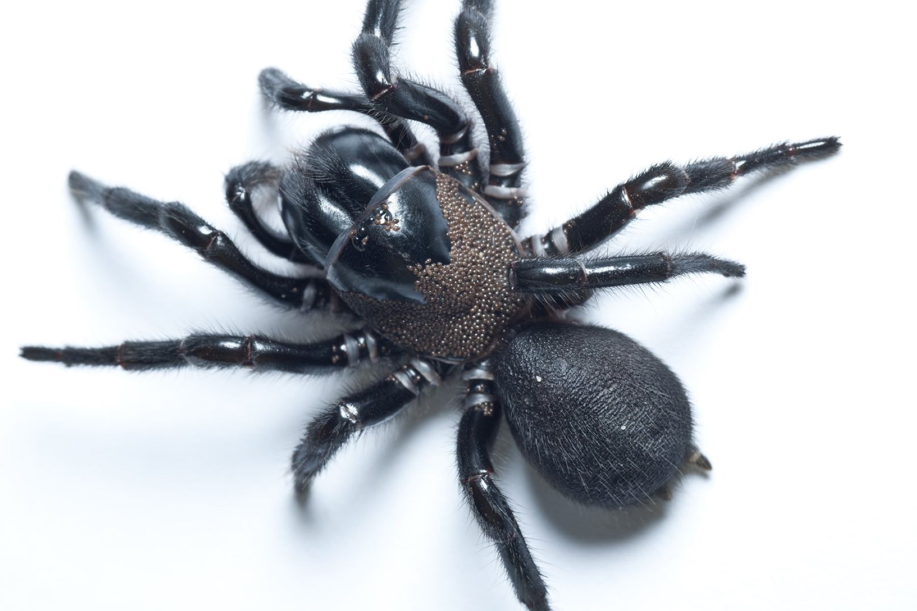 8-extraordinary-facts-about-funnel-web-spider
