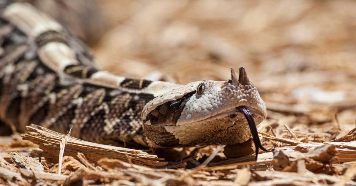 8-extraordinary-facts-about-gaboon-viper