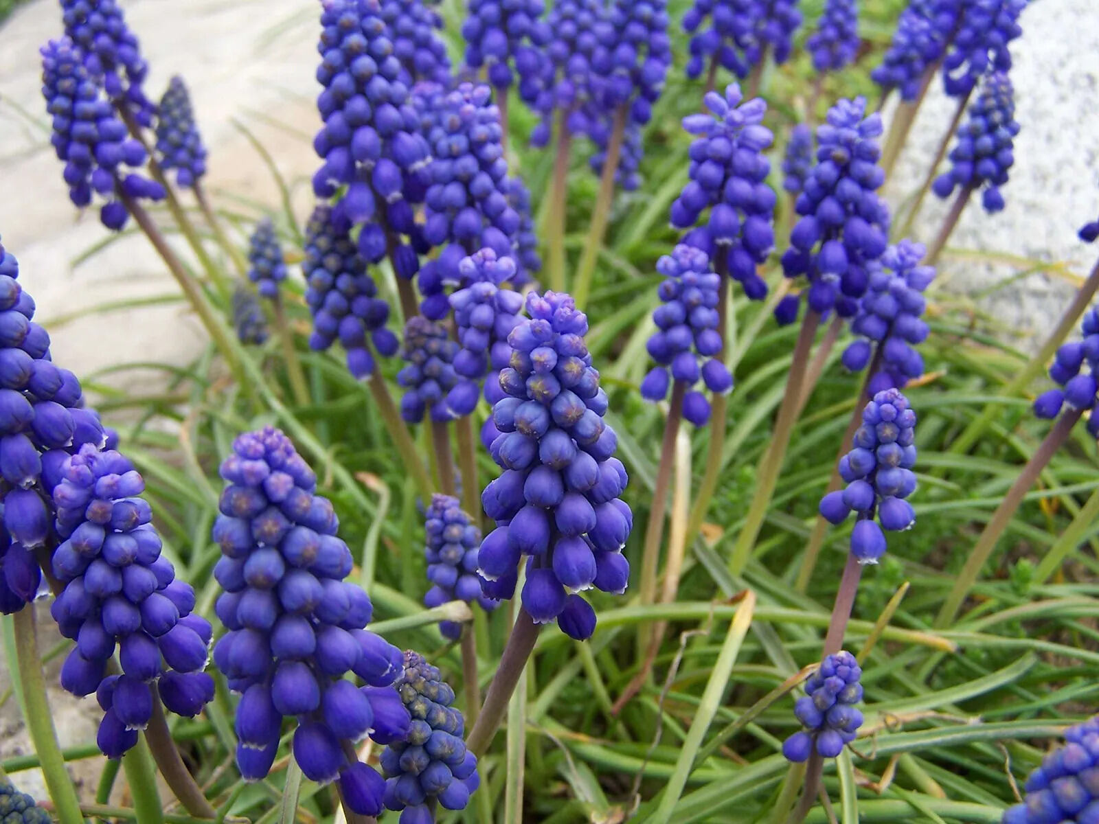 8-extraordinary-facts-about-grape-hyacinth