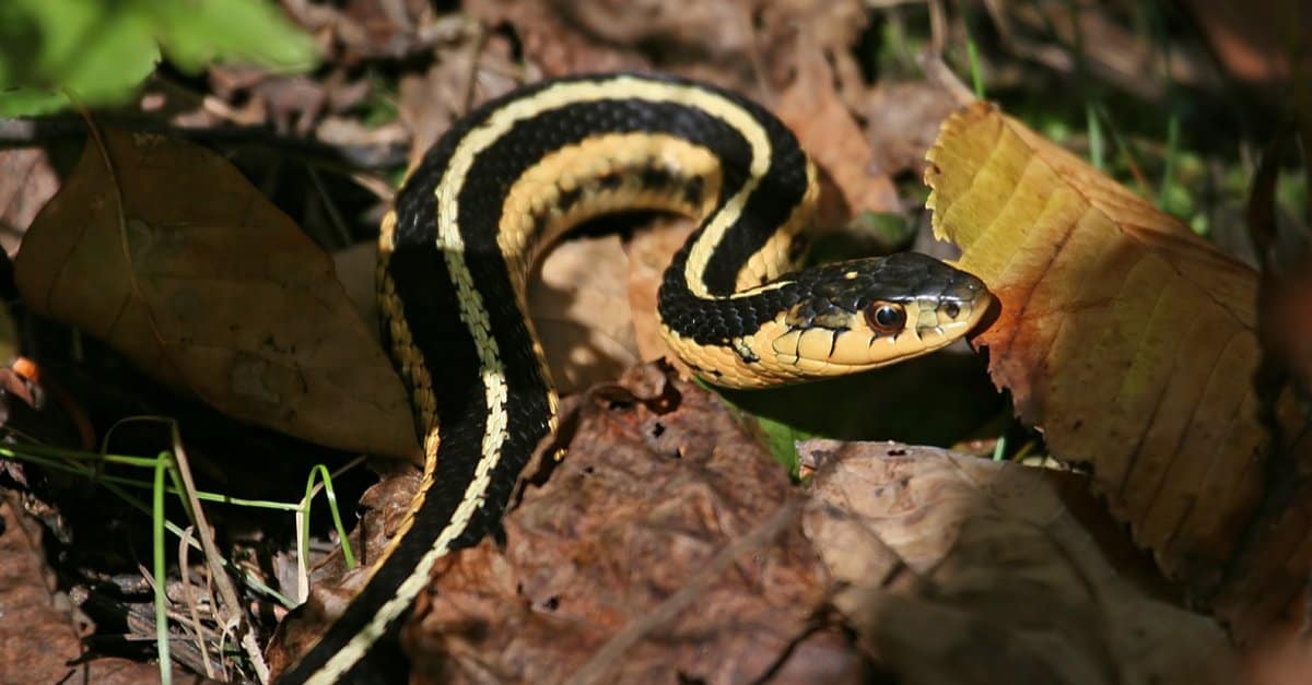 8-extraordinary-facts-about-grass-snake