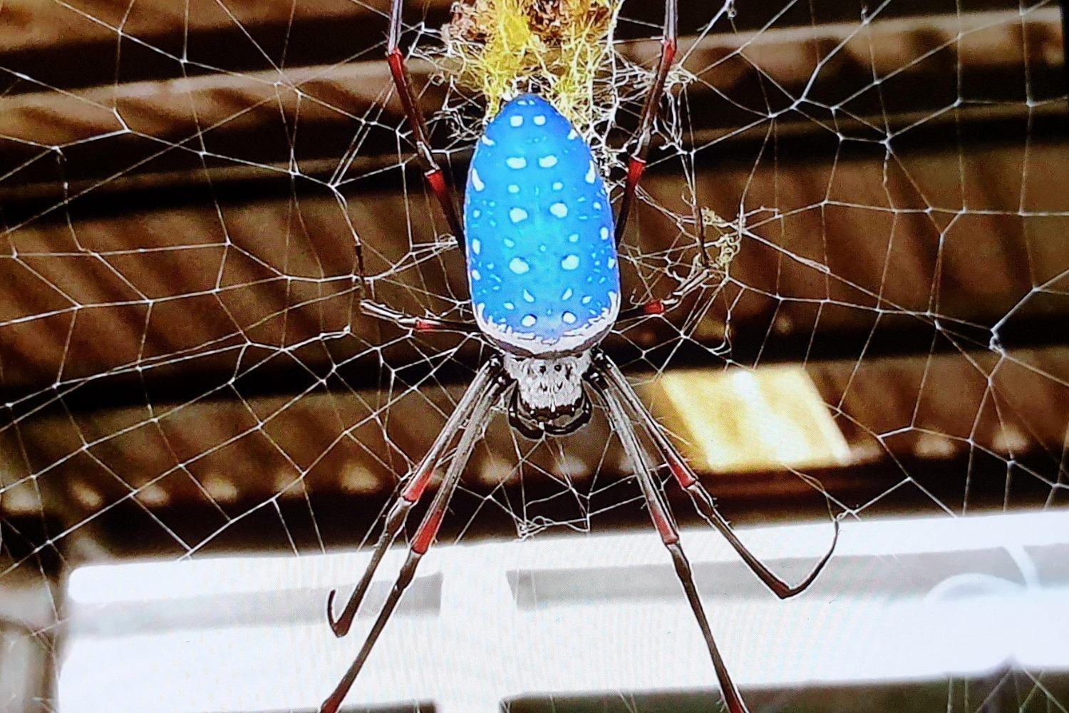 8-fascinating-facts-about-blue-orbweaver