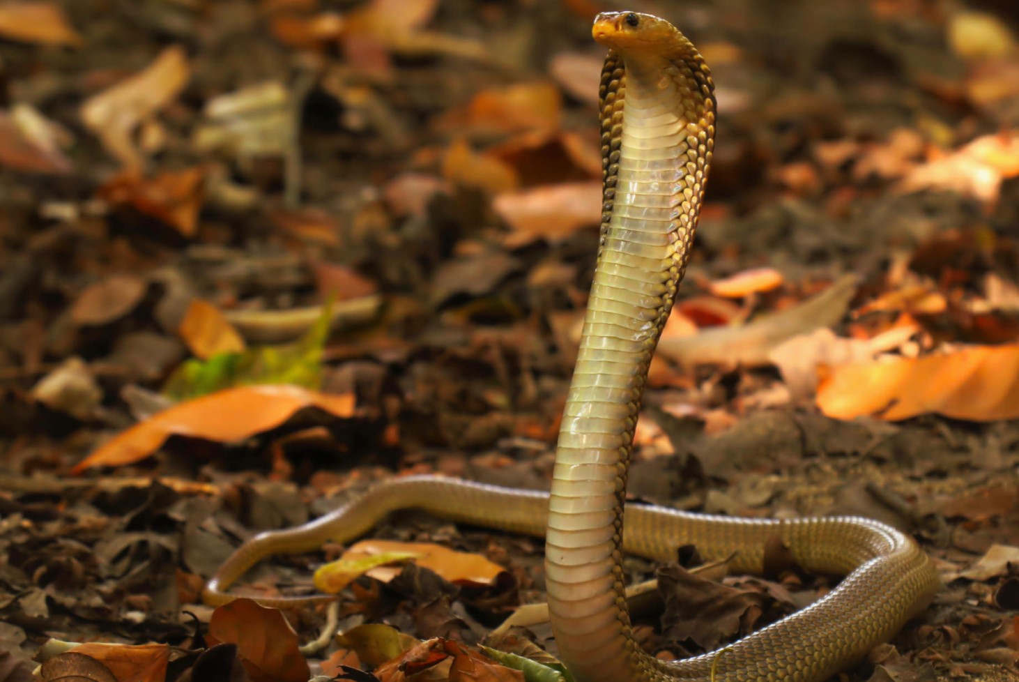 8-fascinating-facts-about-javan-spitting-cobra