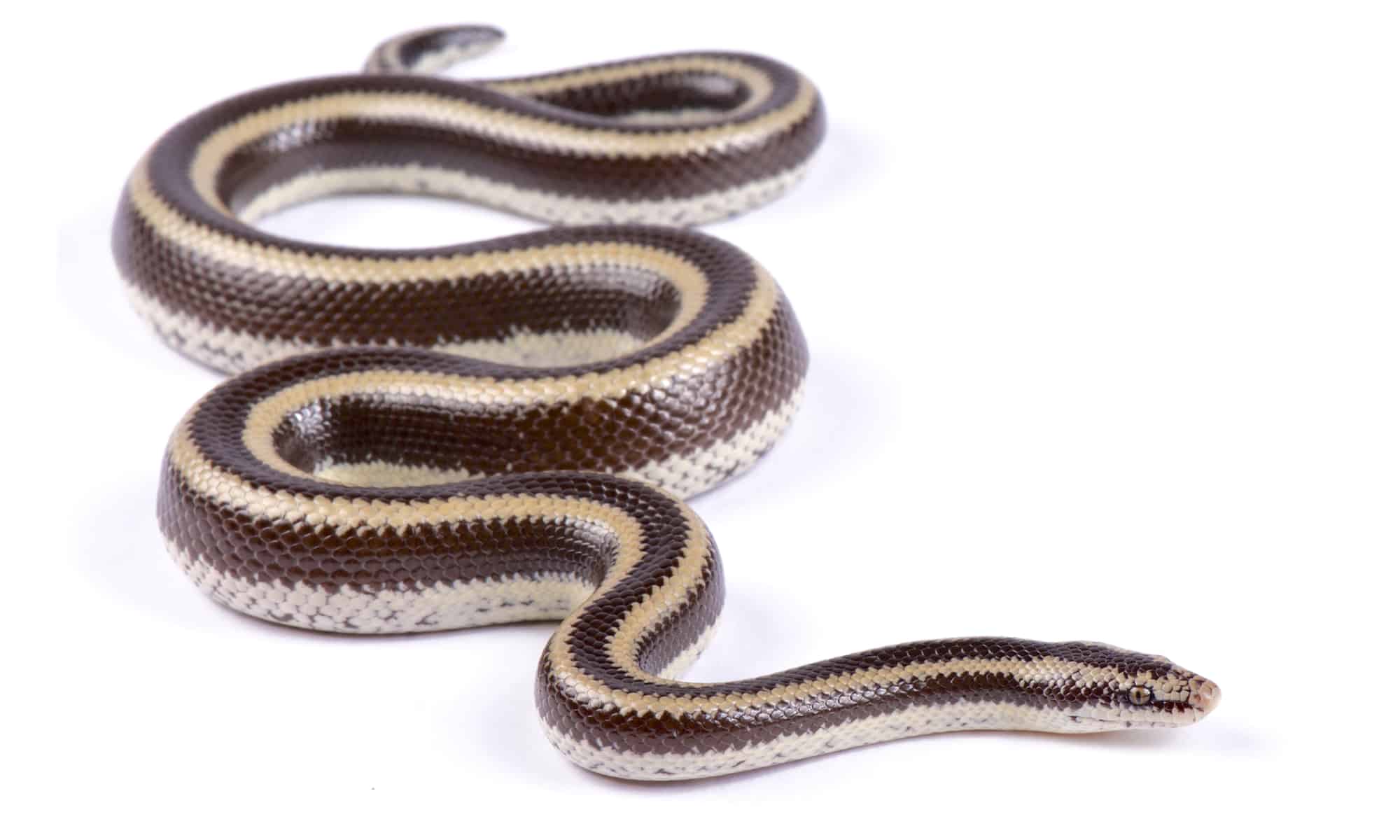 8-fascinating-facts-about-rosy-boa
