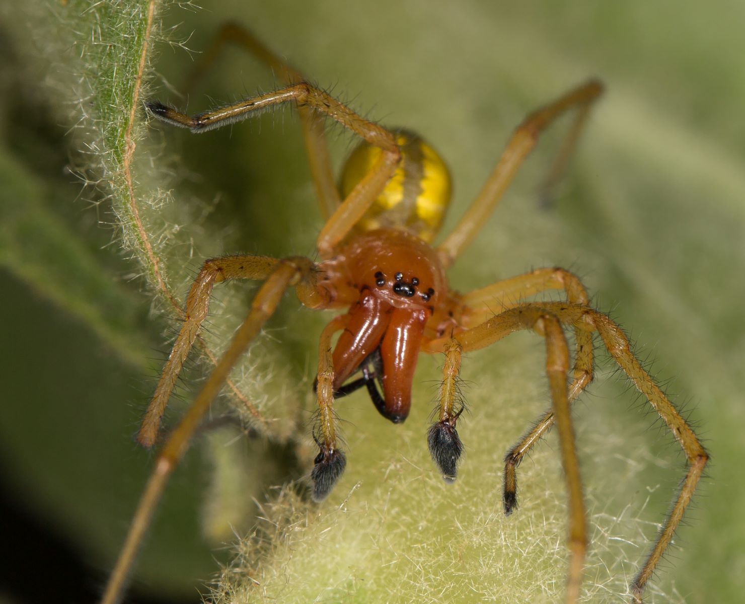 8-fascinating-facts-about-sac-spider